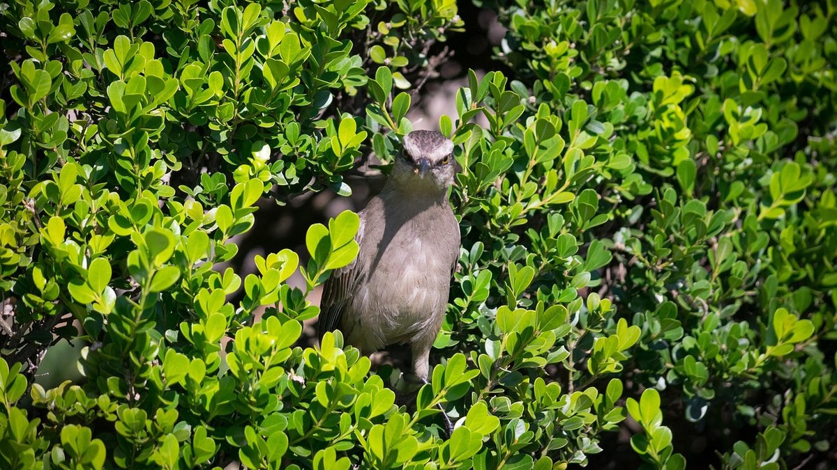 Ethical Photography Practices Around Nesting Waterbirds