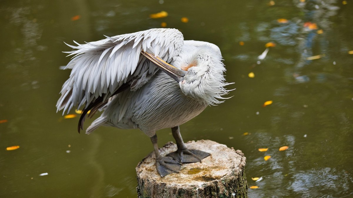 Making the Most of a Lakeside Bird Hide