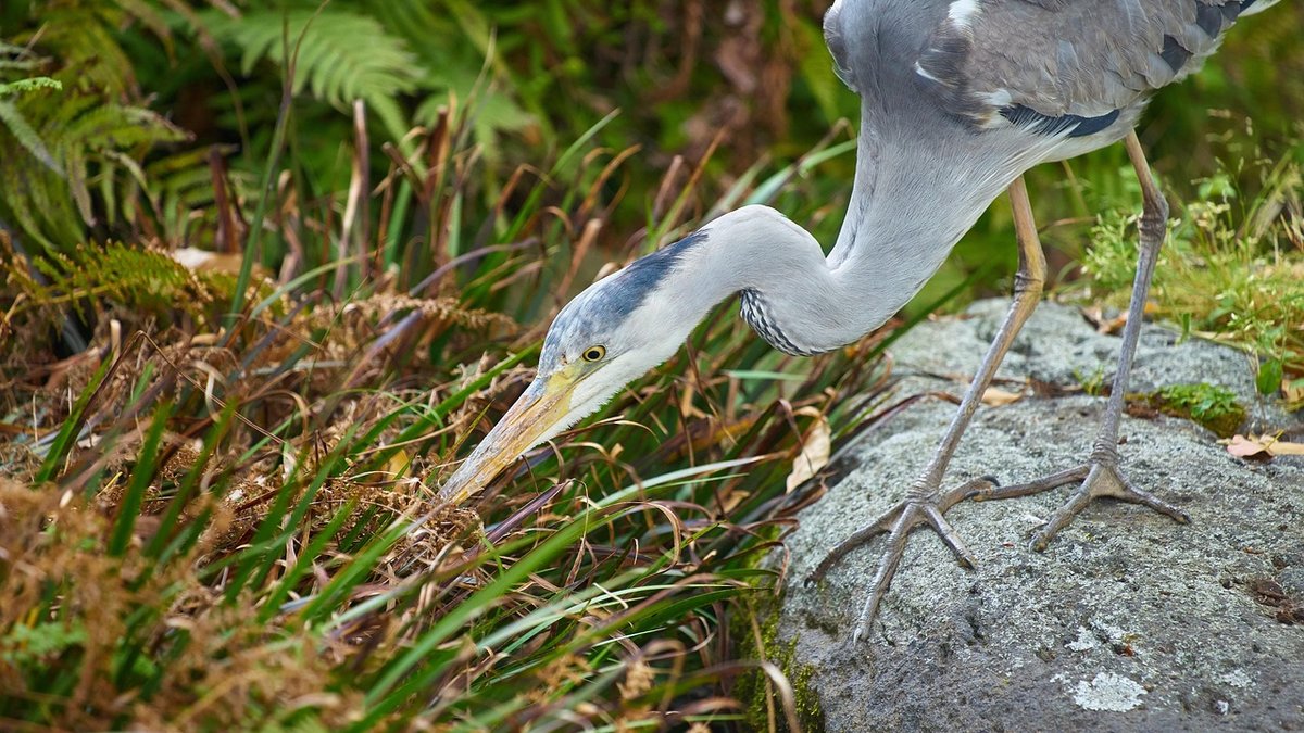 Spring Migrants Arriving at British Reservoirs