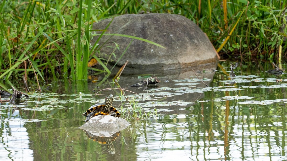 Understanding Dawn Chorus Near the Water